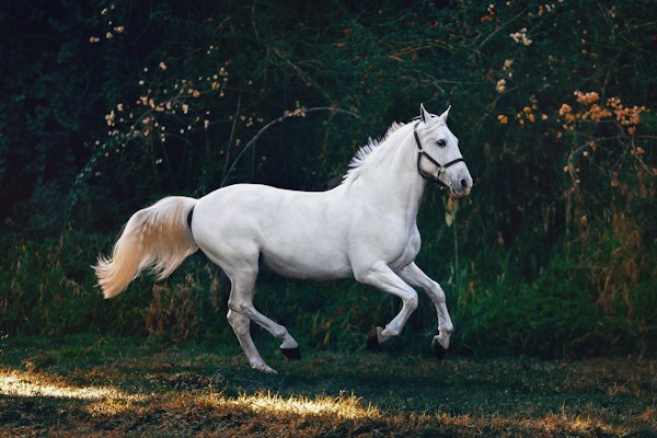 Bella, a white horse, cantering in a paddock